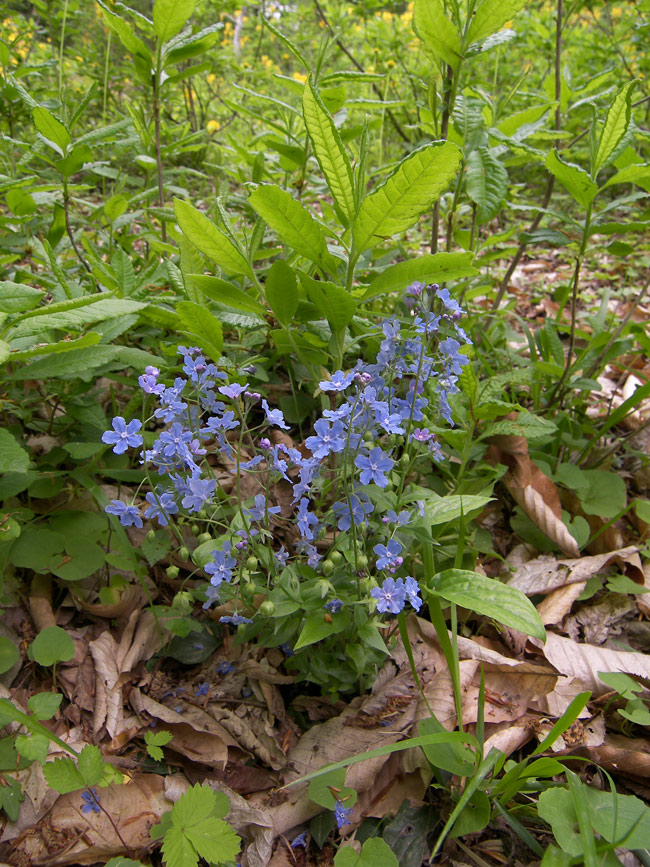 Image of Omphalodes cappadocica specimen.