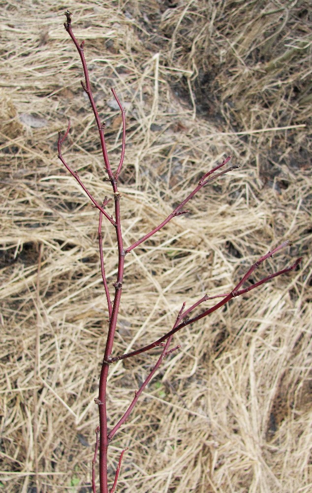 Image of Rosa cinnamomea specimen.