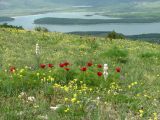 Paeonia tenuifolia