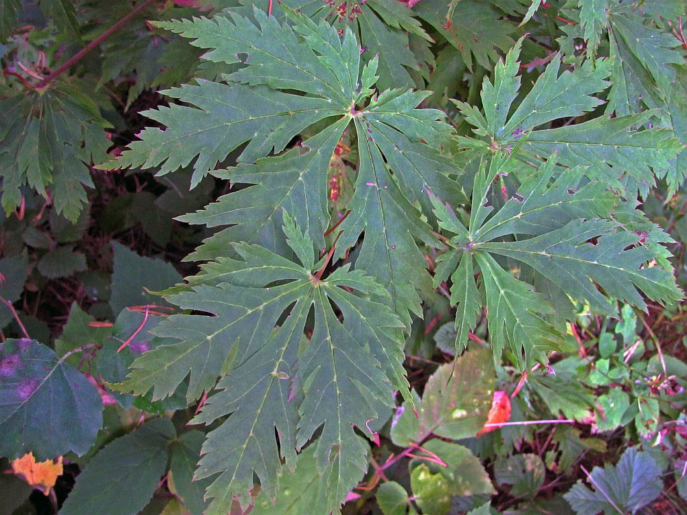 Image of Acer japonicum specimen.