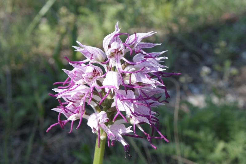 Изображение особи Orchis simia.