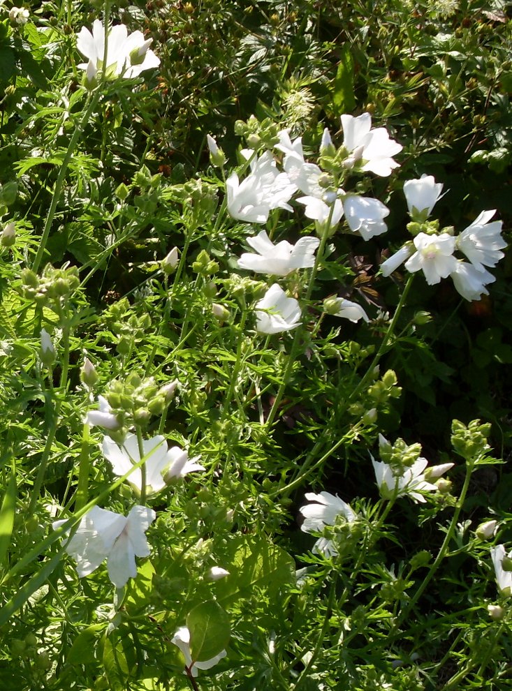 Изображение особи Malva moschata.