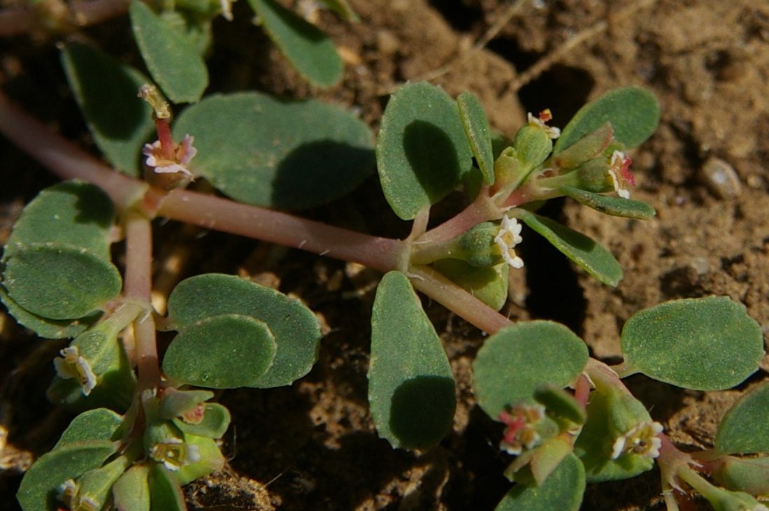 Изображение особи Euphorbia chamaesyce.