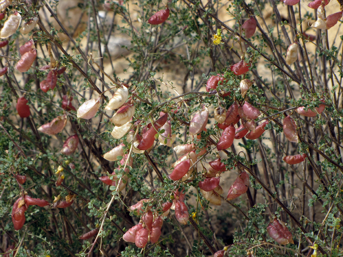 Image of Colutea istria specimen.