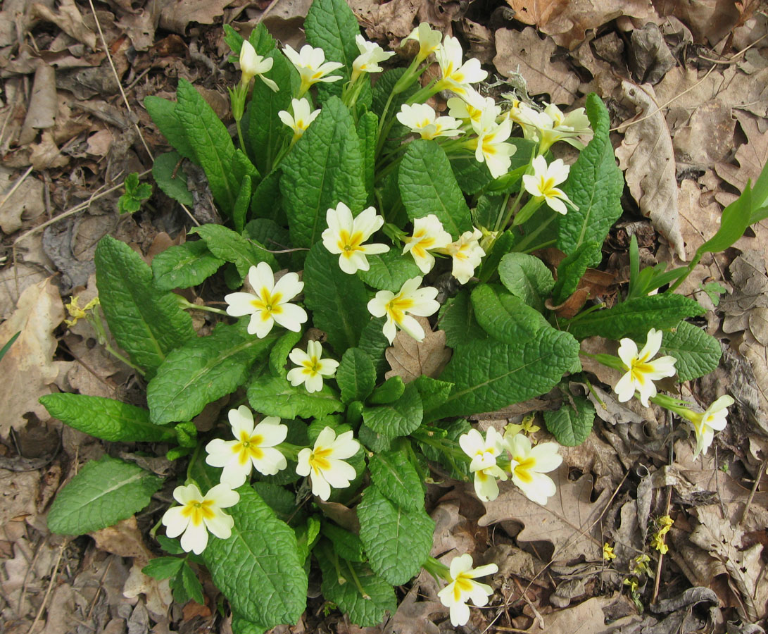 Изображение особи Primula vulgaris.