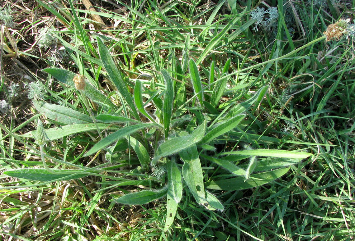 Image of Plantago dubia specimen.