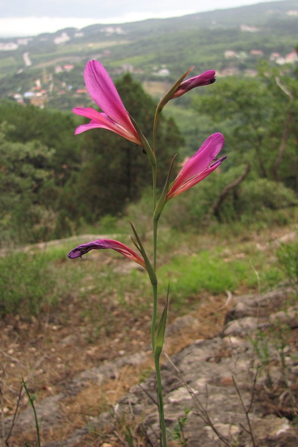 Изображение особи Gladiolus italicus.