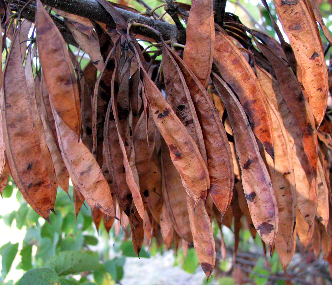 Изображение особи Cercis siliquastrum.