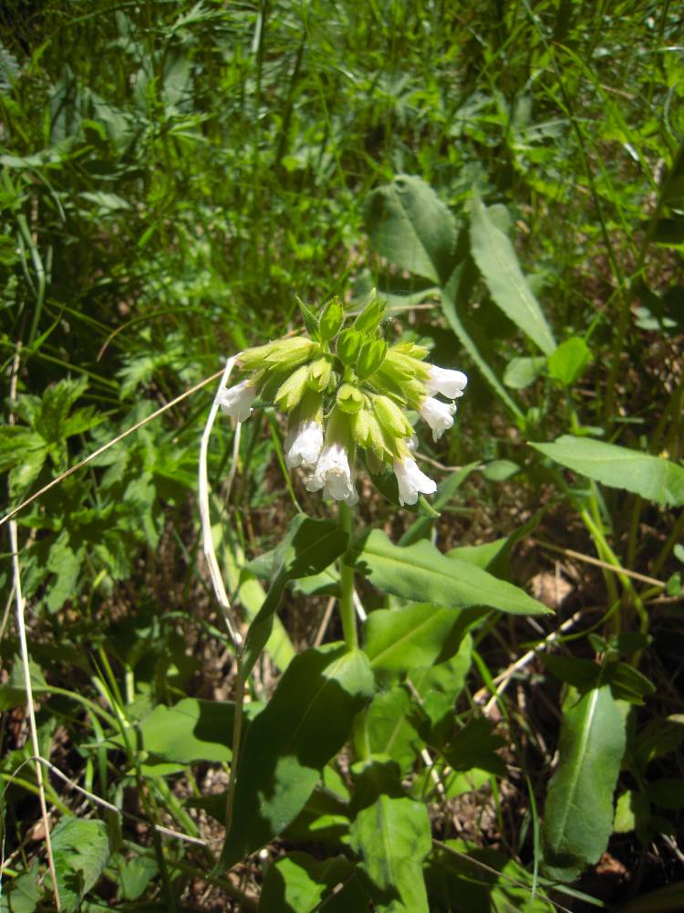 Image of Pulmonaria mollis specimen.