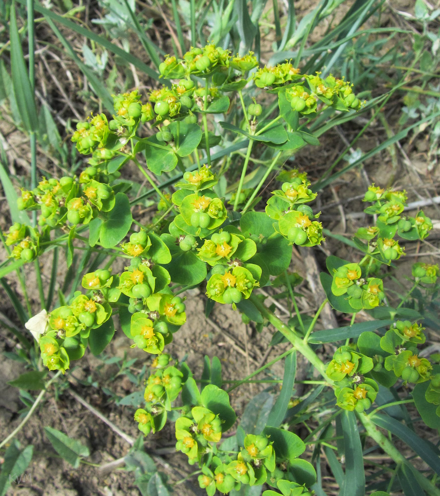 Изображение особи род Euphorbia.