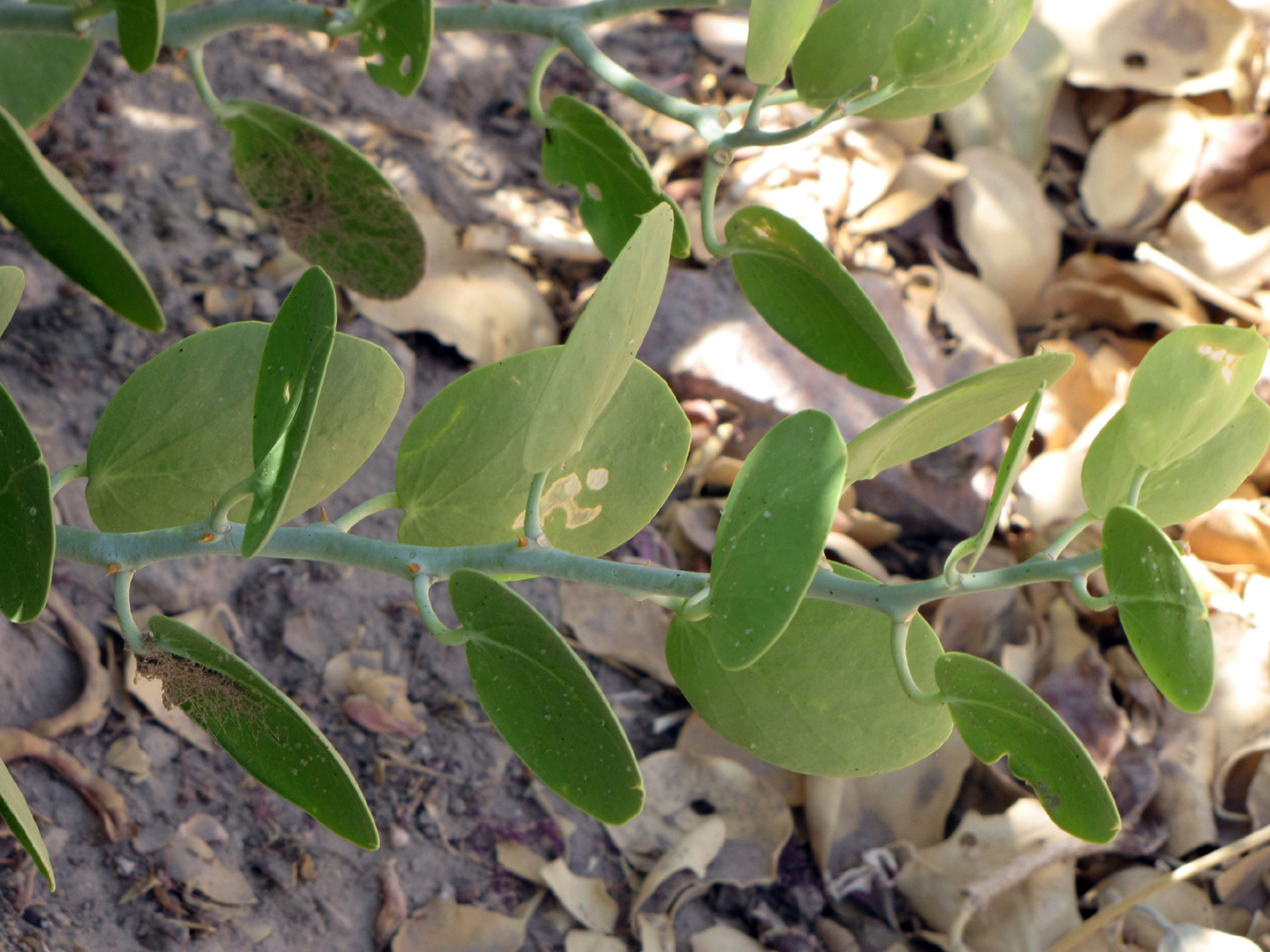 Image of Capparis cartilaginea specimen.