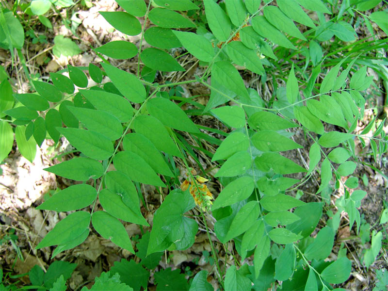 Image of Vicia crocea specimen.