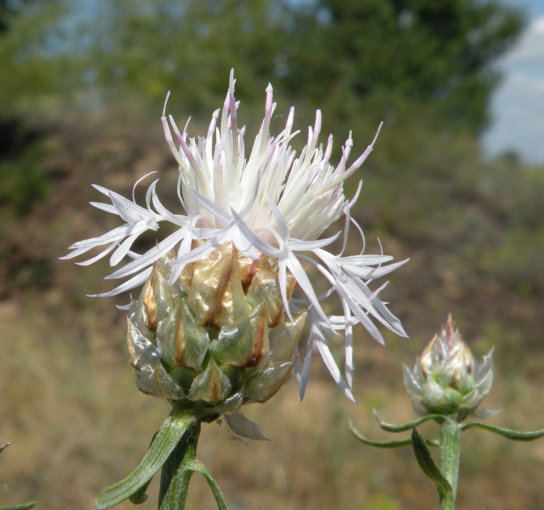 Image of Centaurea konkae specimen.