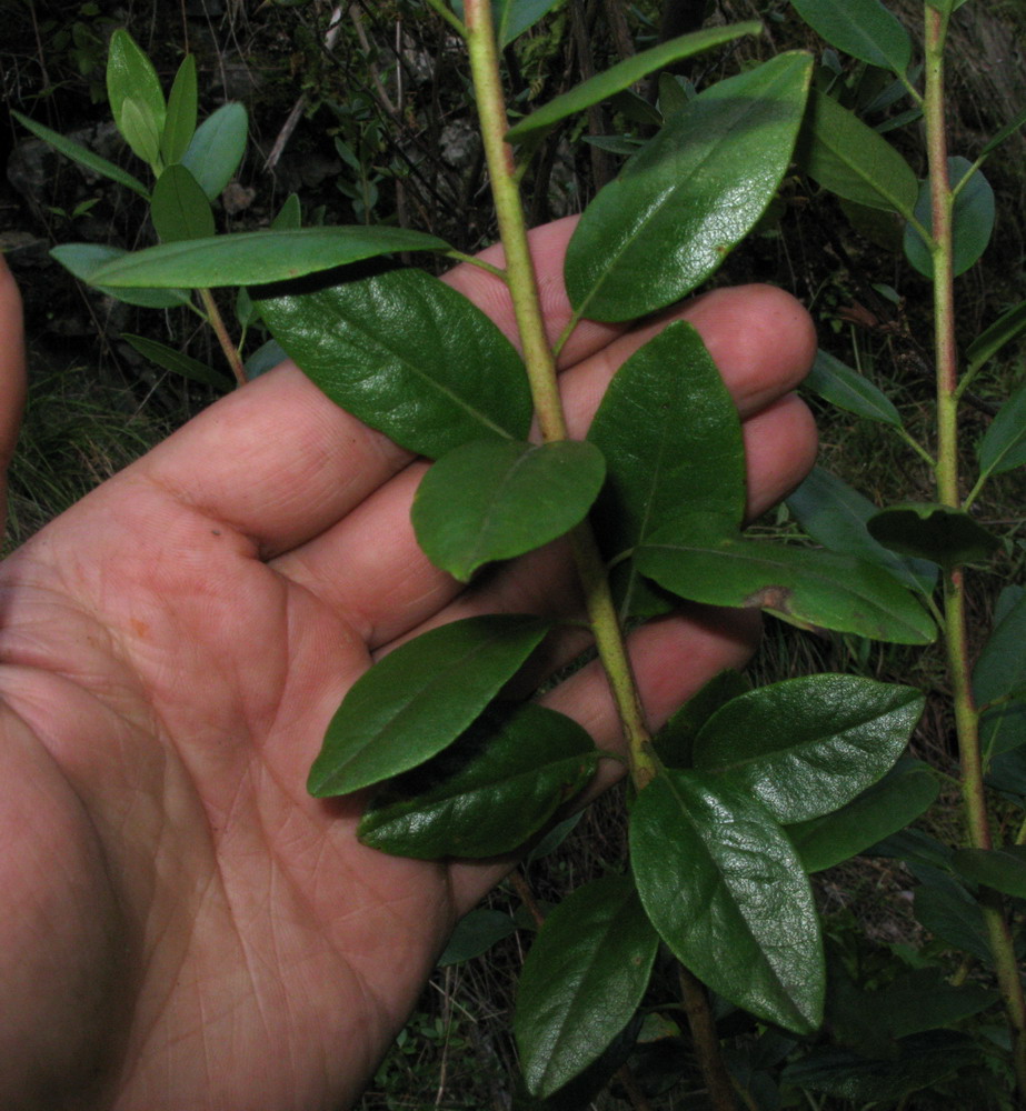 Изображение особи Rhododendron sajanense.