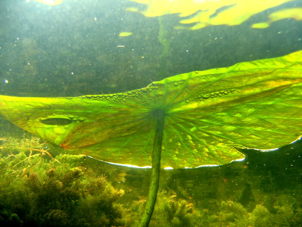 Image of Nelumbo caspica specimen.