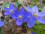 Hepatica nobilis