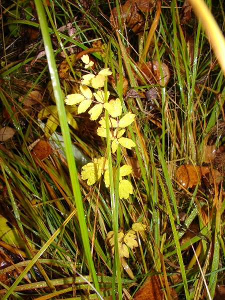 Image of genus Thalictrum specimen.