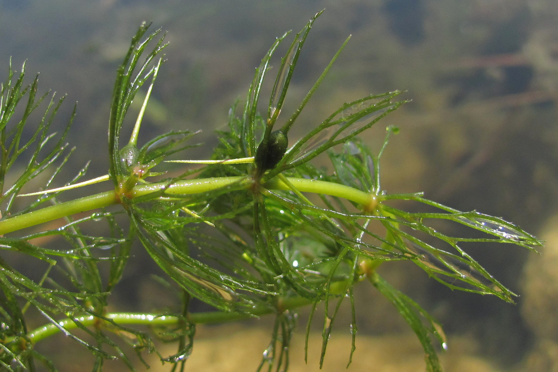 Image of Ceratophyllum pentacanthum specimen.