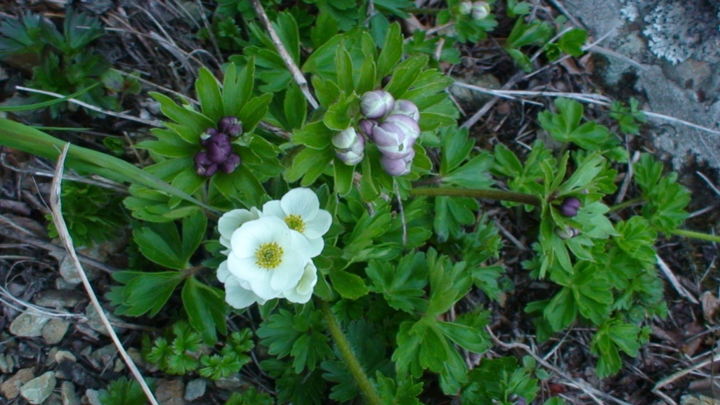 Image of Anemonastrum sachalinense specimen.