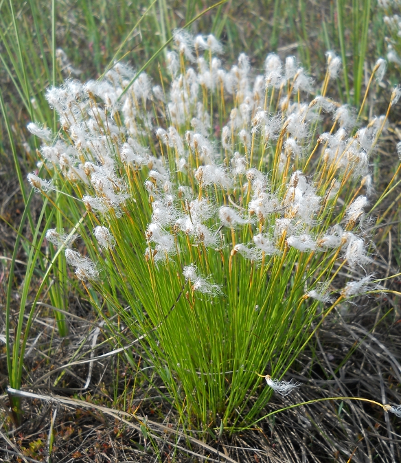 Изображение особи Trichophorum alpinum.