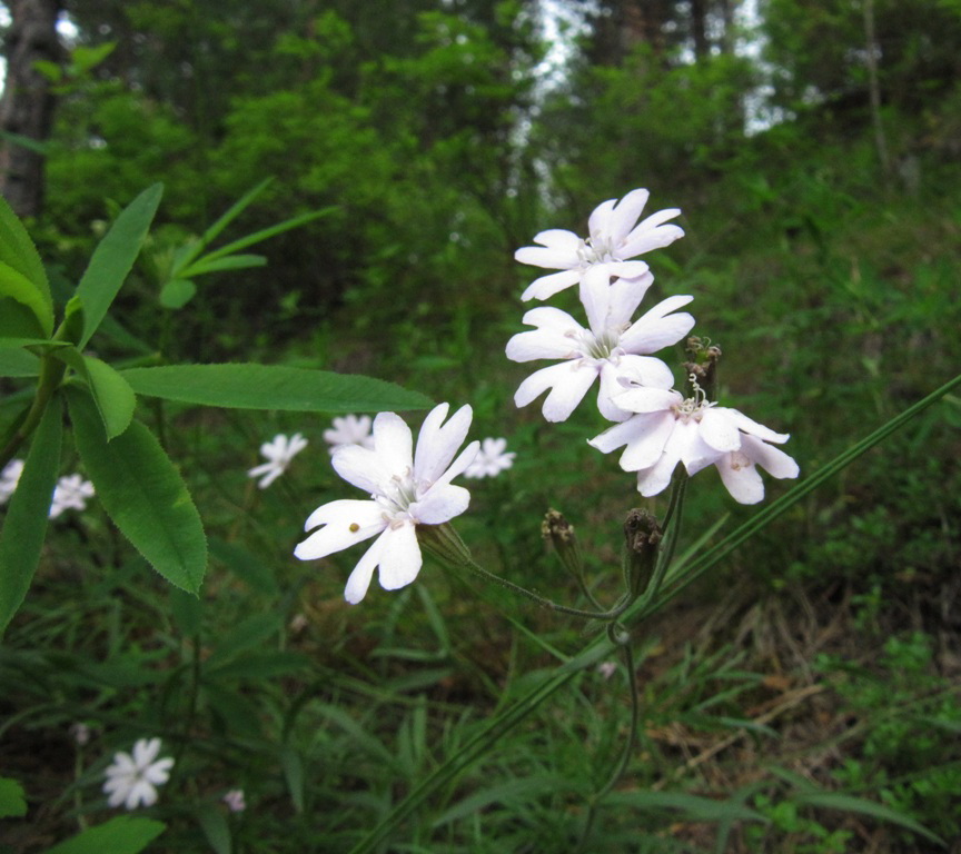 Изображение особи Lychnis sibirica.