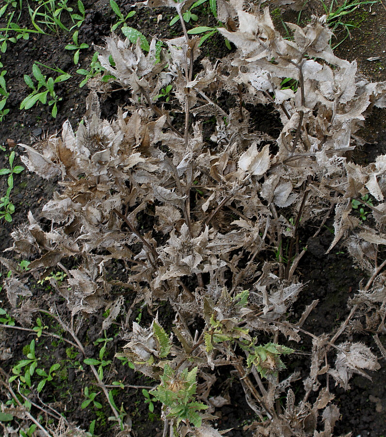 Image of Centaurea benedicta specimen.