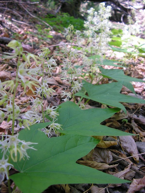 Изображение особи Echinocystis lobata.