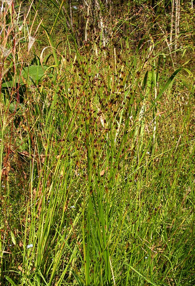 Image of Juncus alpino-articulatus ssp. fischerianus specimen.