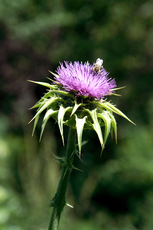 Изображение особи Silybum marianum.