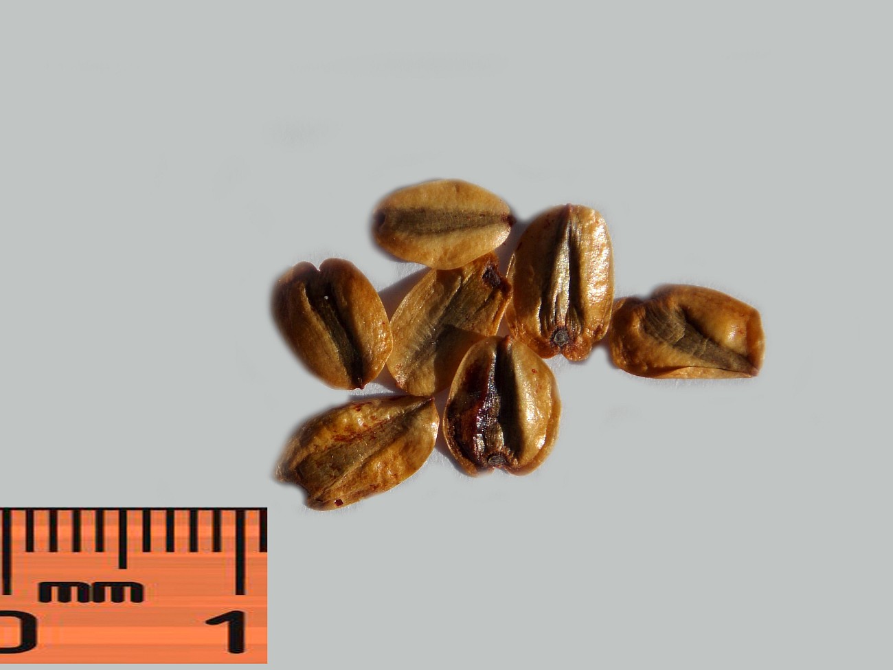 Image of Sequoiadendron giganteum specimen.