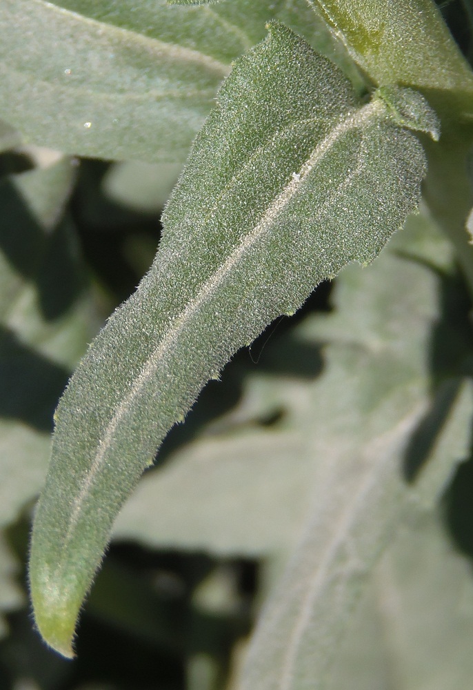 Image of Hesperis steveniana specimen.