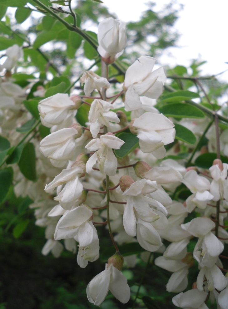 Image of Robinia pseudoacacia specimen.