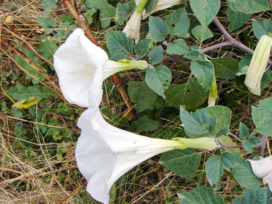 Image of Datura innoxia specimen.