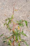 Persicaria scabra. Цветущее растение. Казахстан, Алматинская обл. возле вдхр. Капчагай. 28.06.2013.