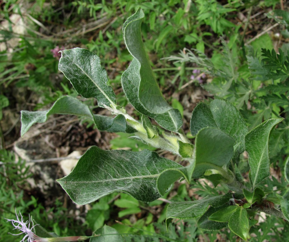 Image of Salix recurvigemmata specimen.