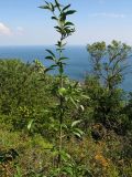 Ligustrum vulgare. Верхушка плодоносящего растения. Краснодарский край, м.о. город-курорт Анапа, окр. пос. М. Утриш, прибрежный склон горы, фисташково-можжевеловое редколесье. 28.07.2013.