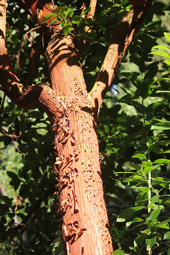 Image of Arbutus &times; andrachnoides specimen.