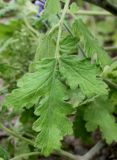 Phacelia congesta. Лист. Германия, г. Krefeld, Ботанический сад. 11.08.2013.