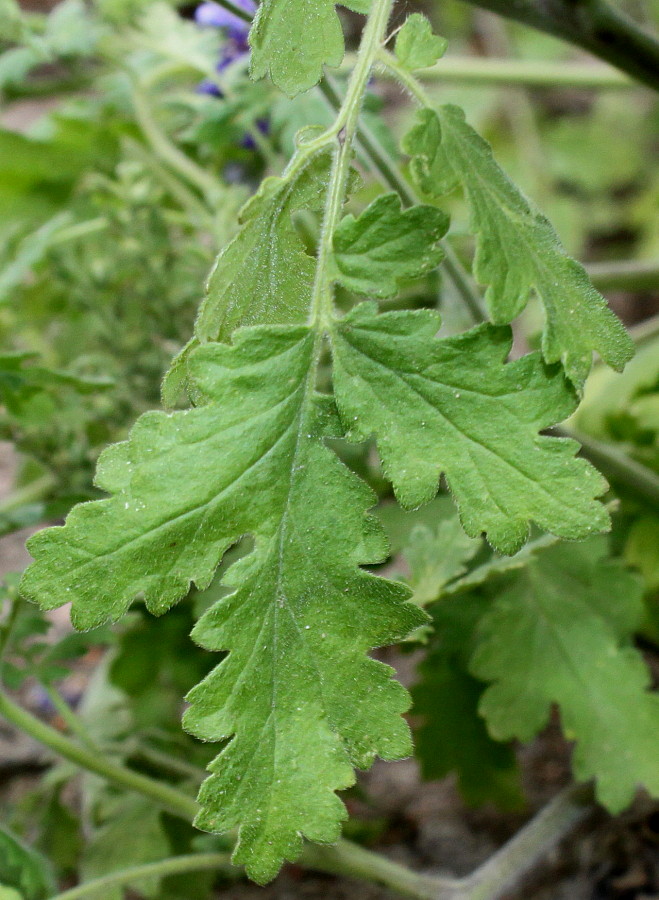 Image of Phacelia congesta specimen.