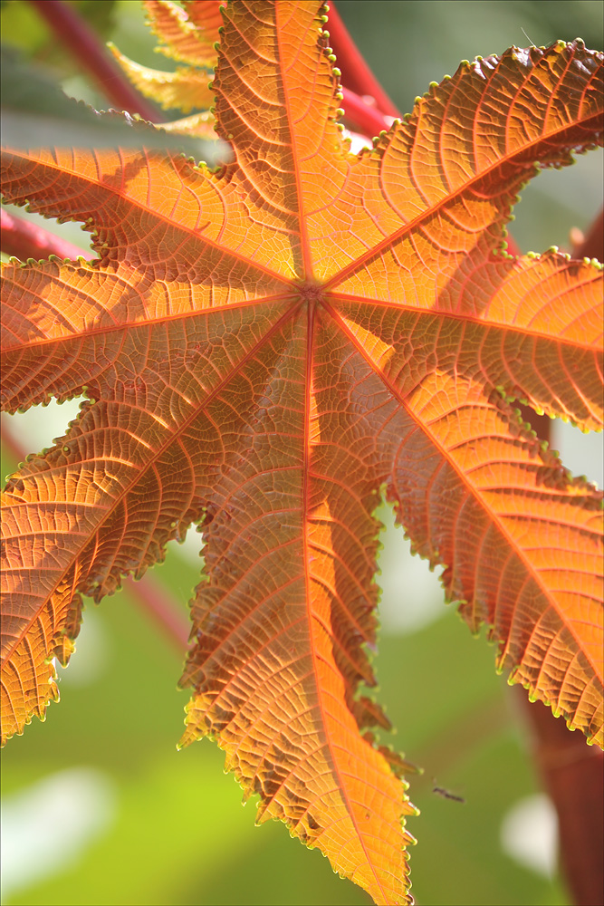 Изображение особи Ricinus communis.