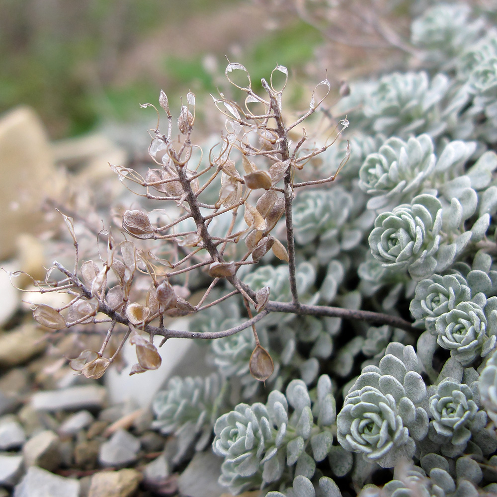 Image of Odontarrhena obtusifolia specimen.