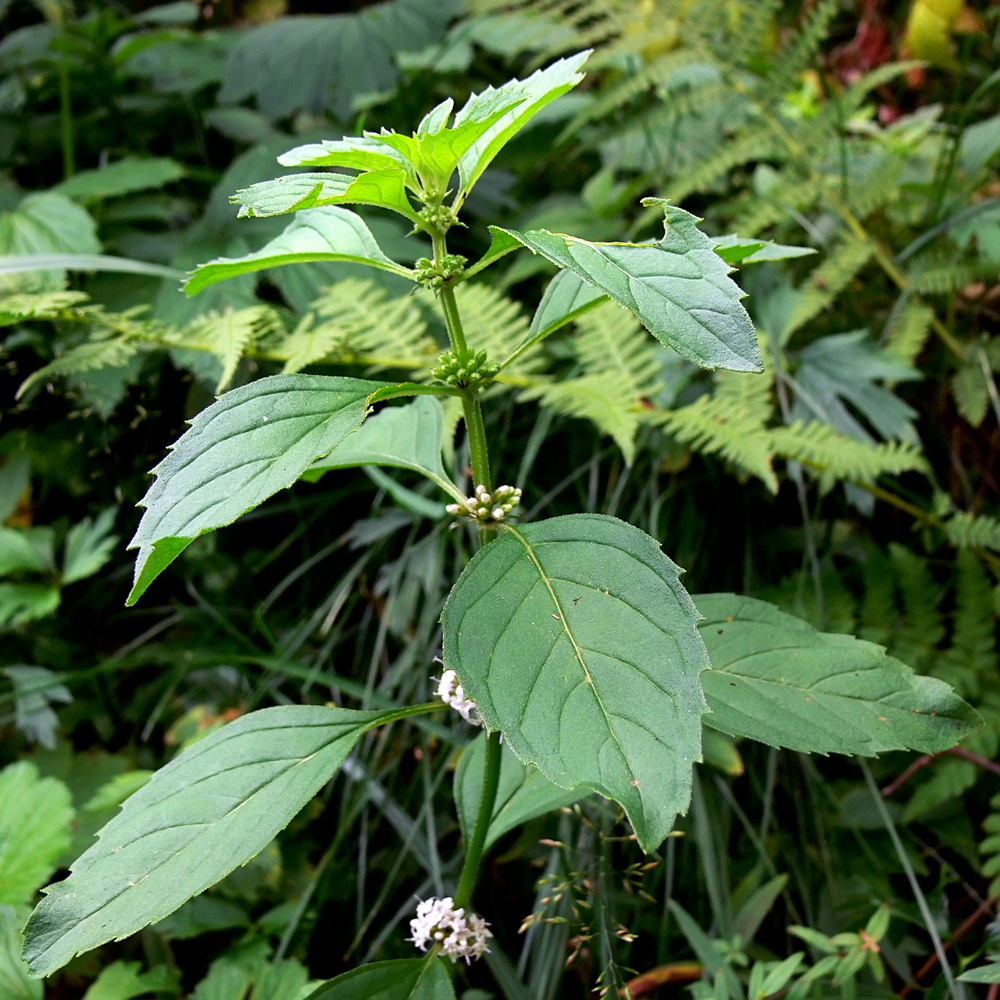 Изображение особи Mentha arvensis.