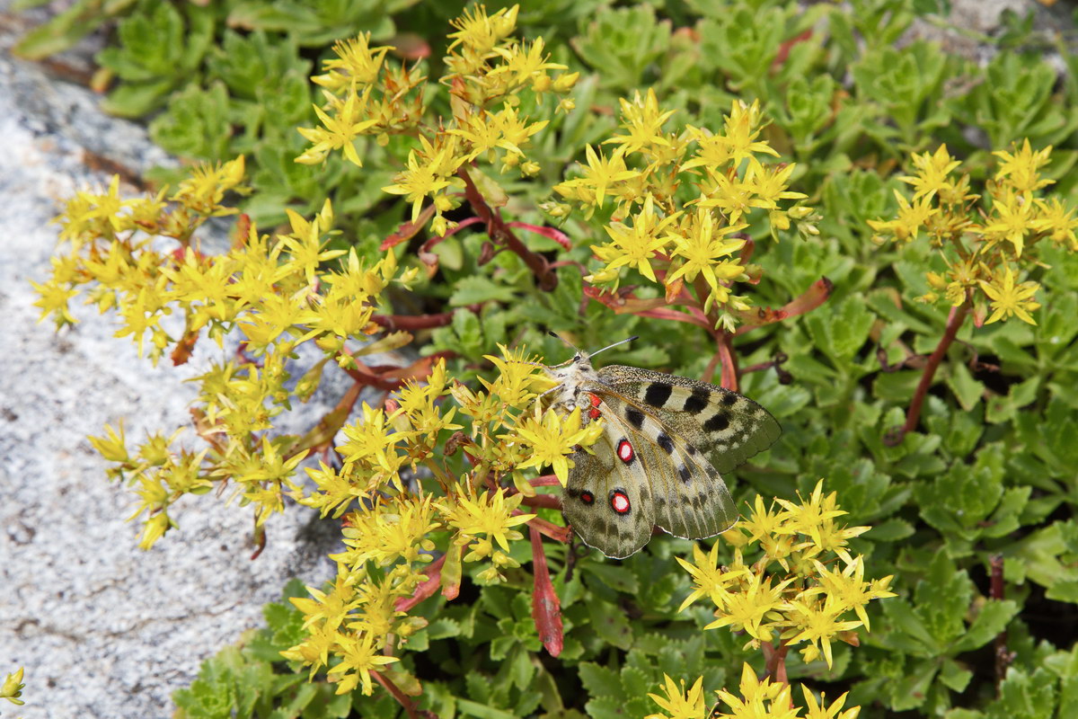 Image of Aizopsis hybrida specimen.