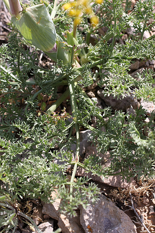 Изображение особи Ferula karataviensis.