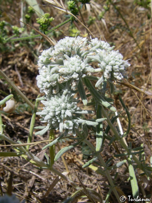 Image of Teucrium capitatum specimen.