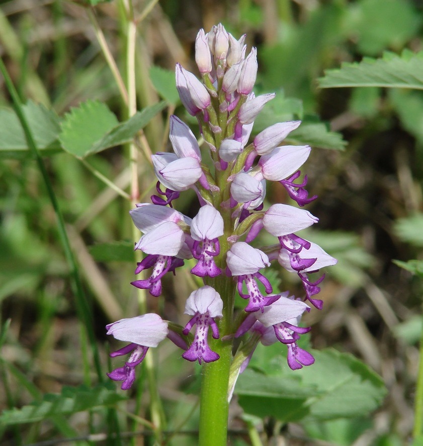 Image of Orchis militaris specimen.