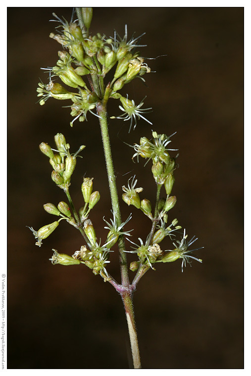 Image of Silene borysthenica specimen.