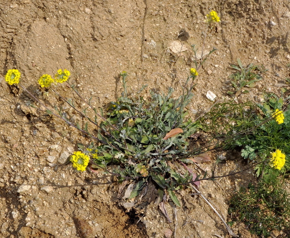 Изображение особи Berteroa orbiculata.