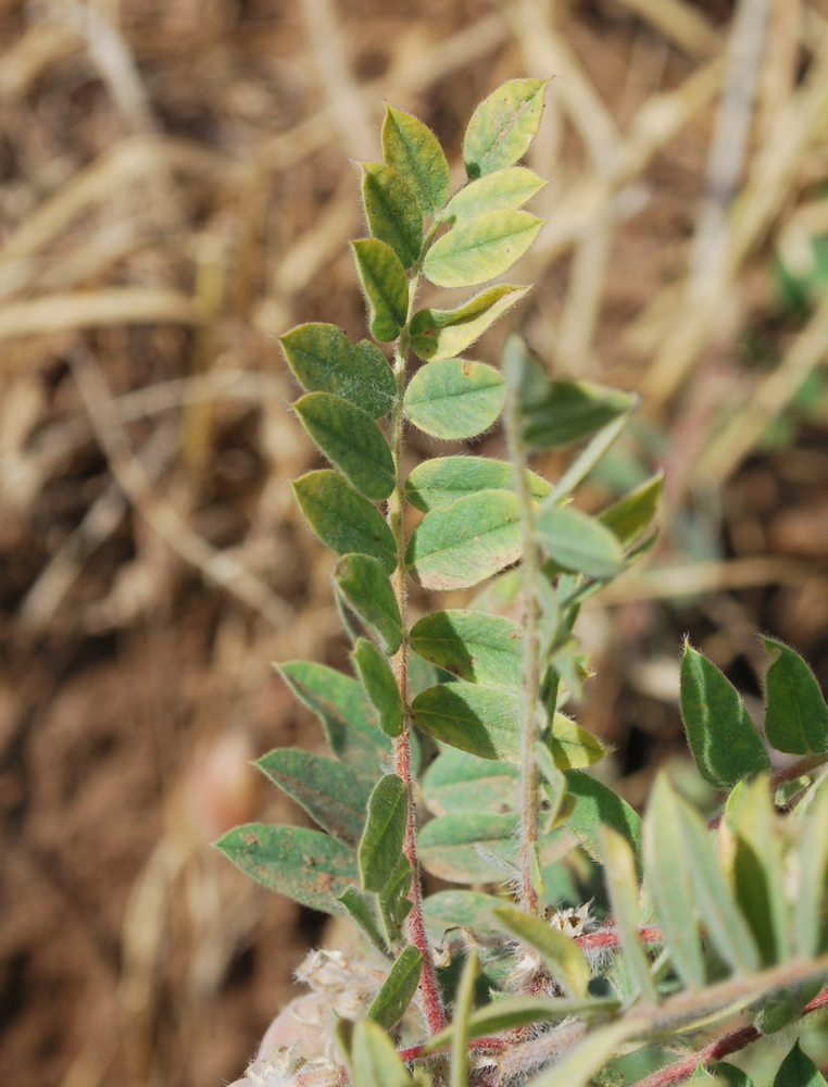 Image of Astragalus amygdalinus specimen.