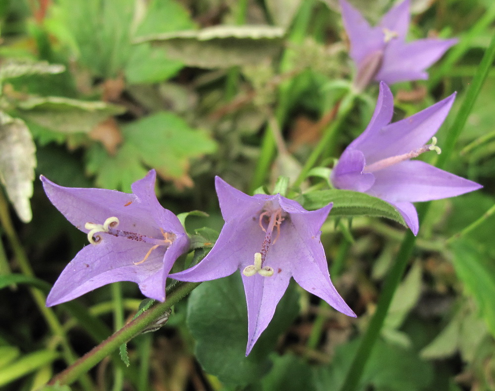 Изображение особи род Campanula.